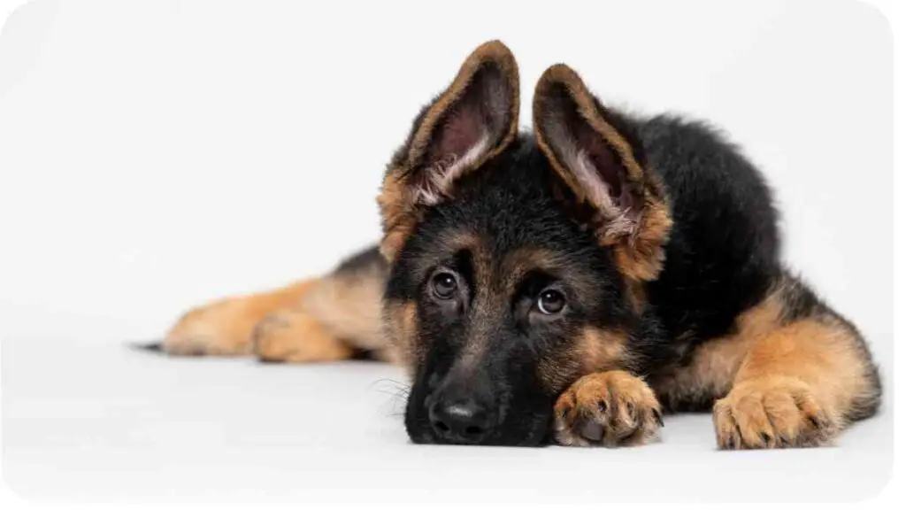 a german shepherd dog laying down on a white surface