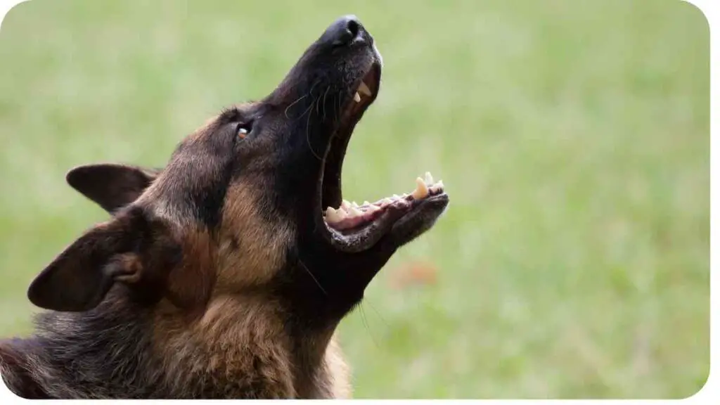 a german shepherd dog with its mouth open