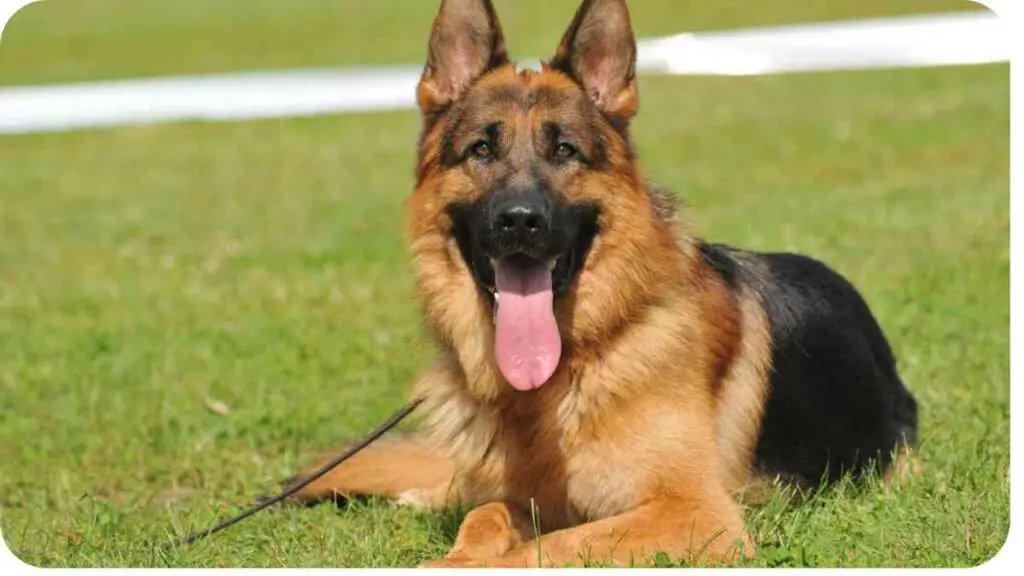 a german shepherd dog is laying on the grass