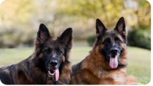 Unveiling the Origins of the German Shepherd: A Canine Legacy