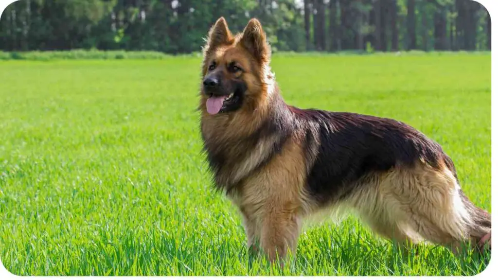 a german shepherd dog is standing in the grass