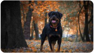 10 Essential Tips for Training Your Rottweiler Dog Effectively