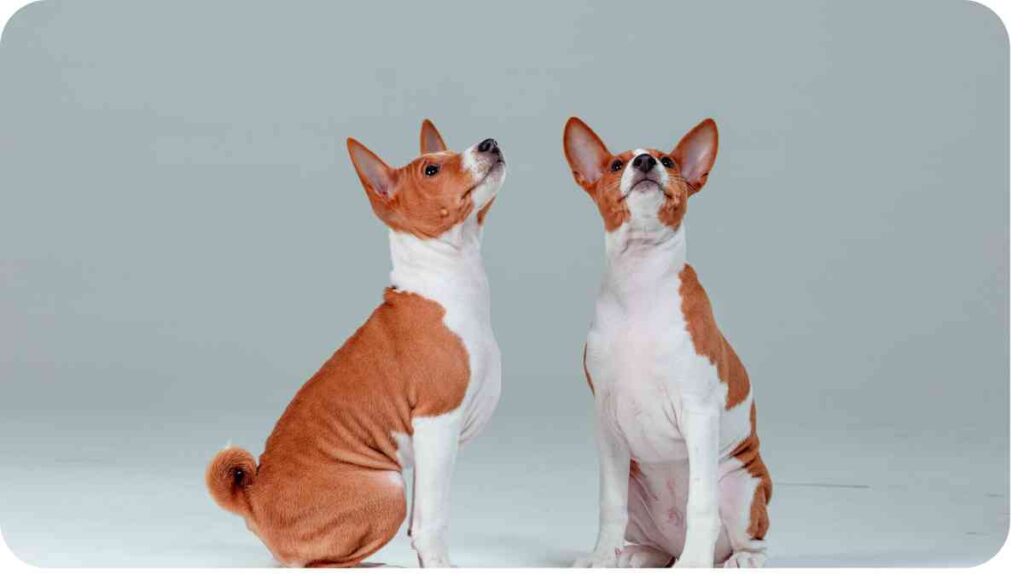 two brown and white dogs looking up at each other