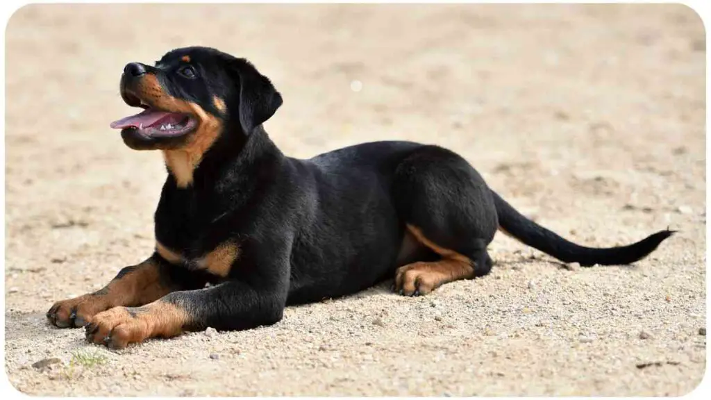 a rottweiler dog laying on the ground