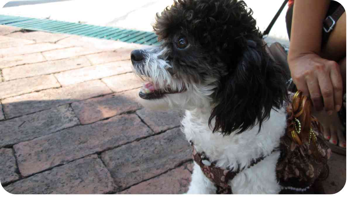 The Clever and Cuddly Beagle-Poodle Mix You Need to Meet | UnifiedDogs