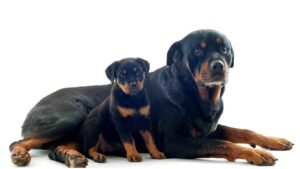 Caring for Your Rottweiler: Health, Diet, and Exercise Tips