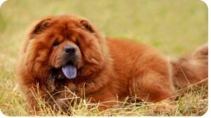Exploring the Largest and Most Massive Dog Breeds