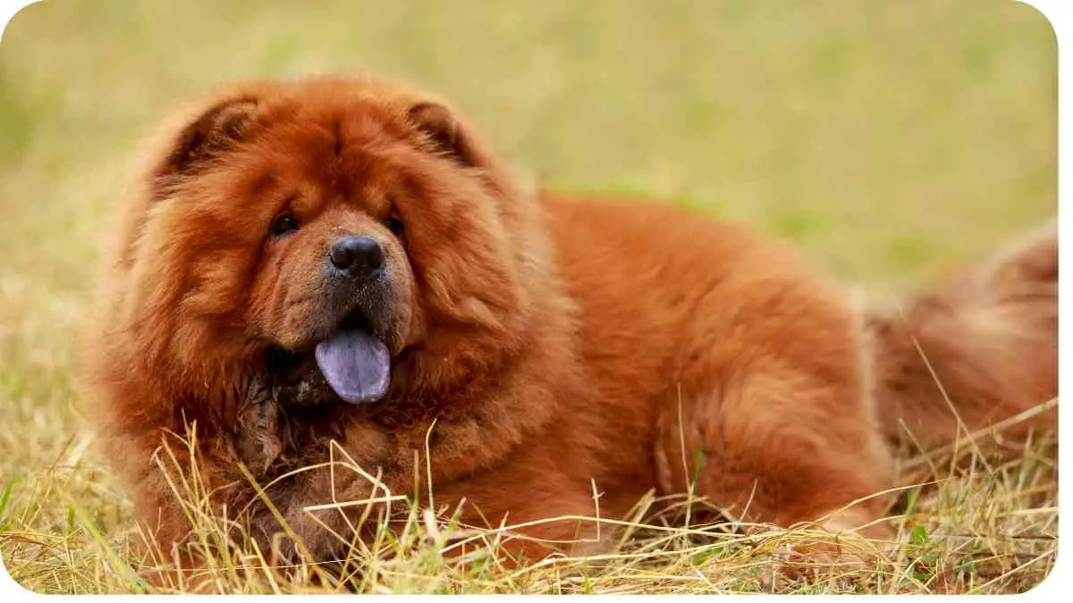 Exploring the Largest and Most Massive Dog Breeds