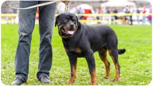 Exploring the Loyal and Protective Nature of Rottweilers