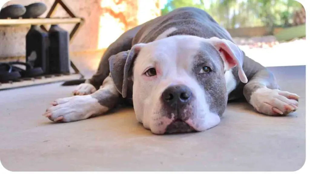 a dog laying on the ground with his eyes closed