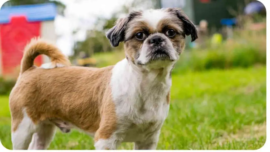 a small brown and white dog standing in the grass