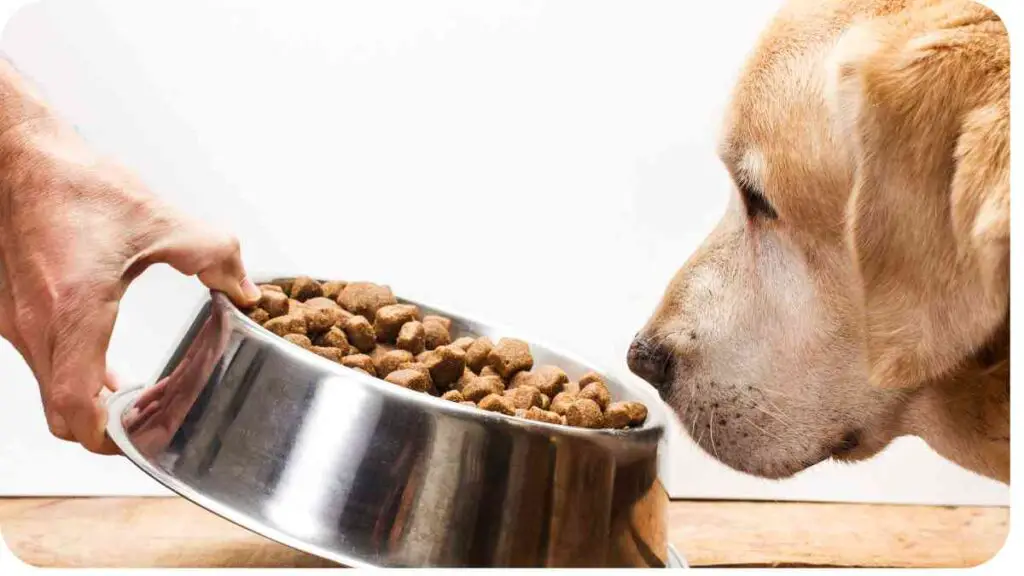 a person feeding a dog food from a metal bowl