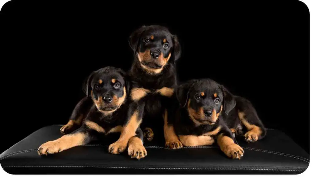 three puppies sitting on top of a black leather couch
