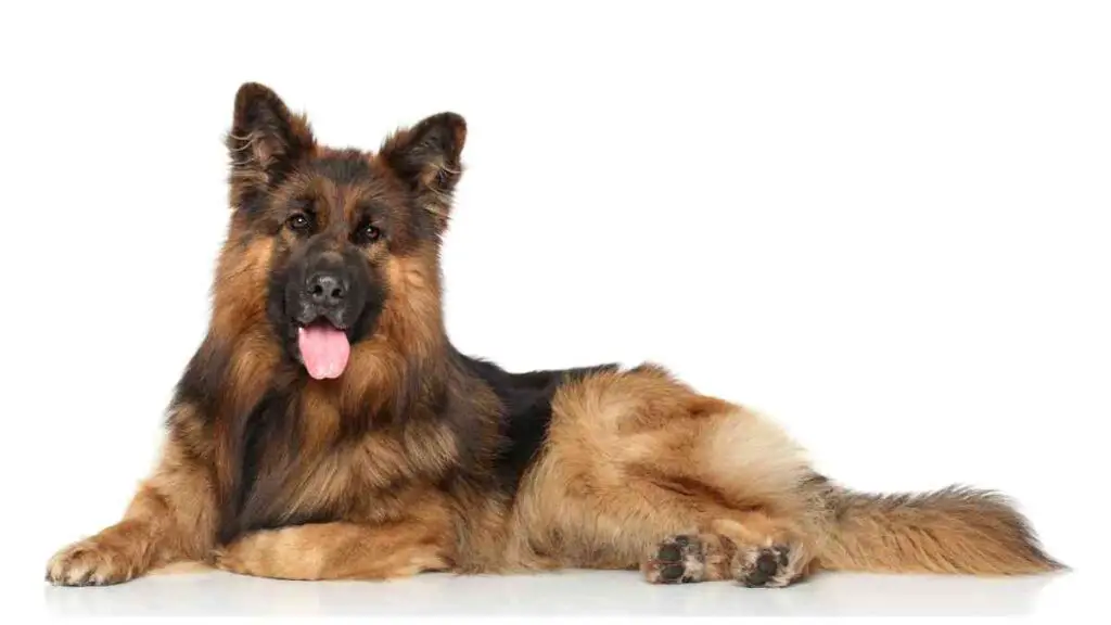 a german shepherd dog laying down on a white background