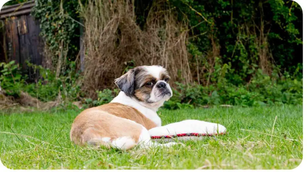 a brown and white dog laying in the grass with a frisbee