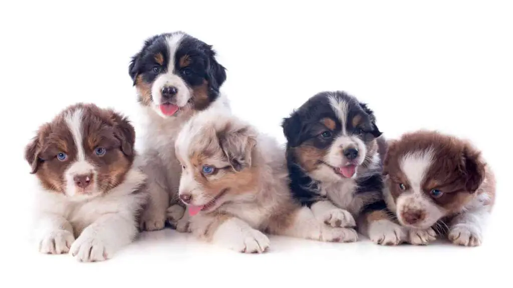 a group of puppies on a white background