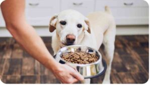  Finding the Right Hypoallergenic Dog Food for Skin Issues
