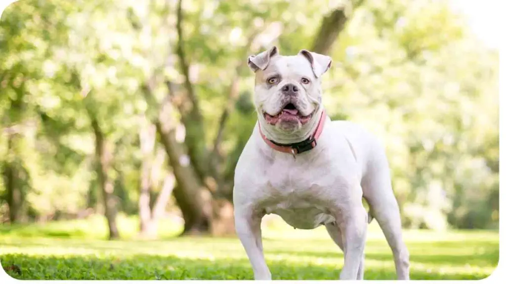 a dog standing in the grass with trees in the background