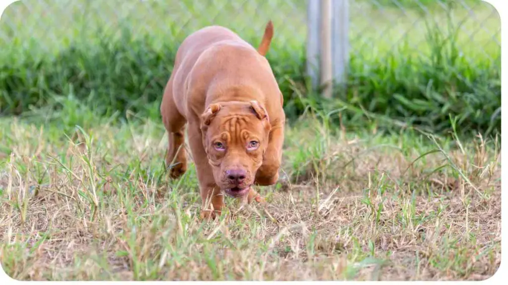 a brown dog running through the grass in front of a chain link fence