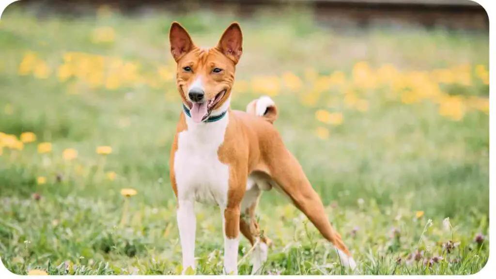 a brown and white dog standing in a field