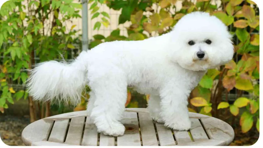 a bichon standing on top of a wooden table