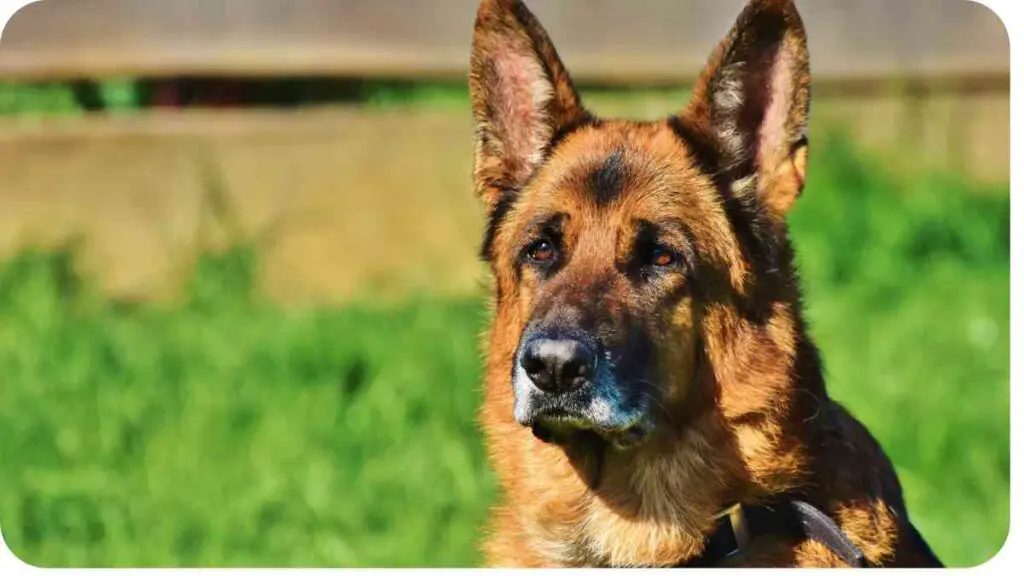 a german shepherd dog is sitting in the grass