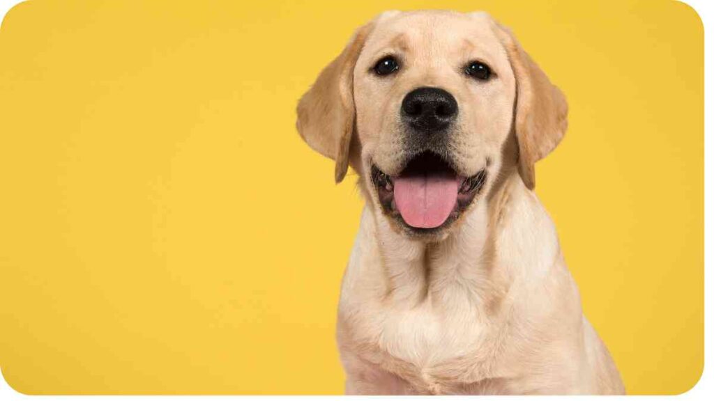 a dog is sitting on a yellow background with its tongue out