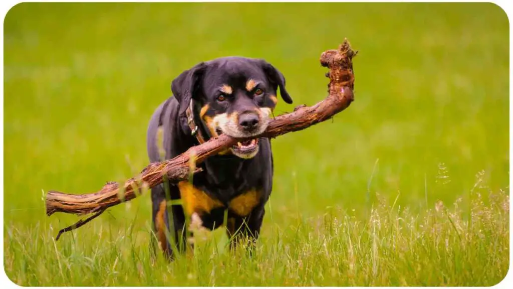 a dog carrying a stick in the grass
