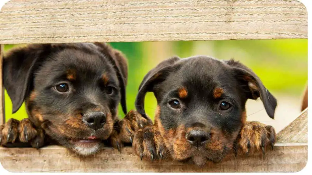 two puppies peeking out from behind a wooden fence