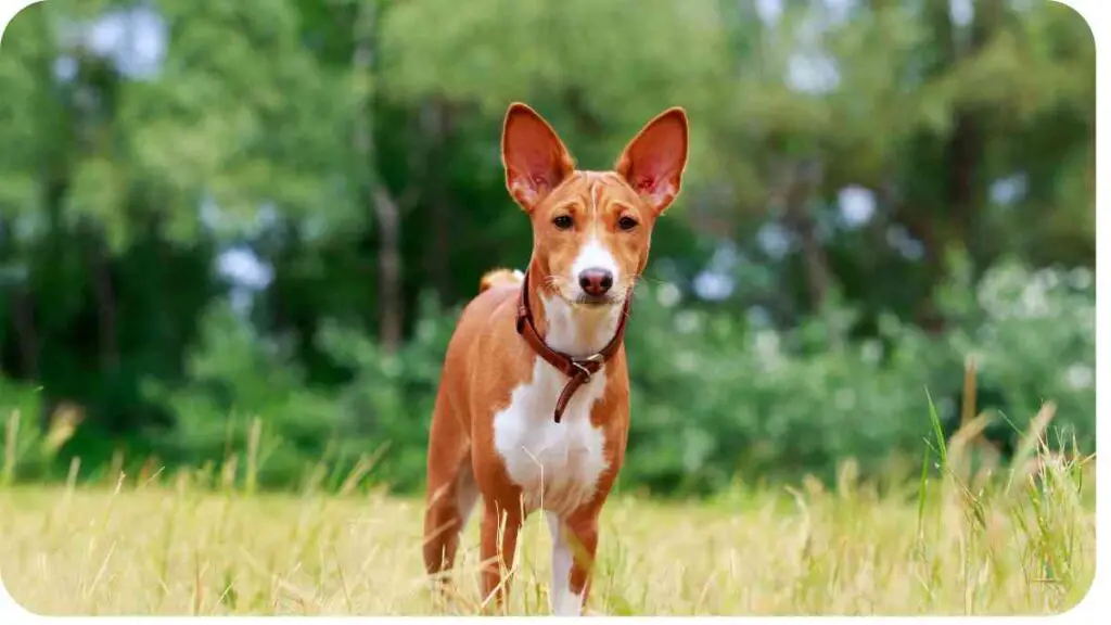 a brown and white dog is standing in the grass