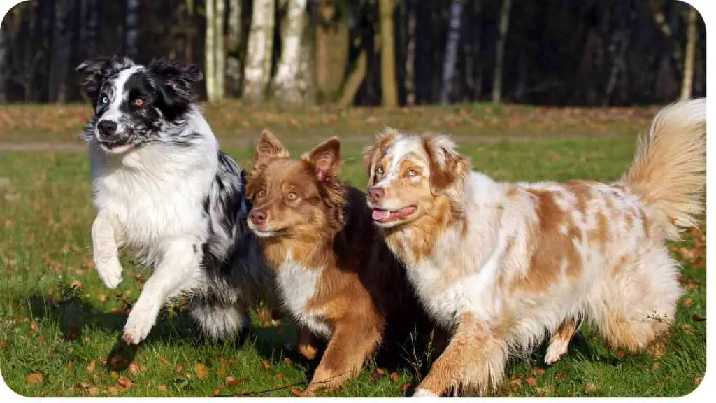 three dogs running together in the grass