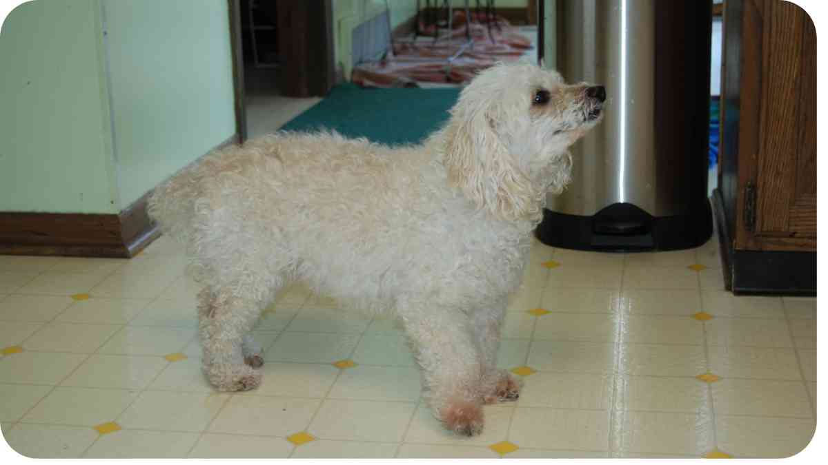 The Clever and Cuddly Beagle-Poodle Mix You Need to Meet | UnifiedDogs