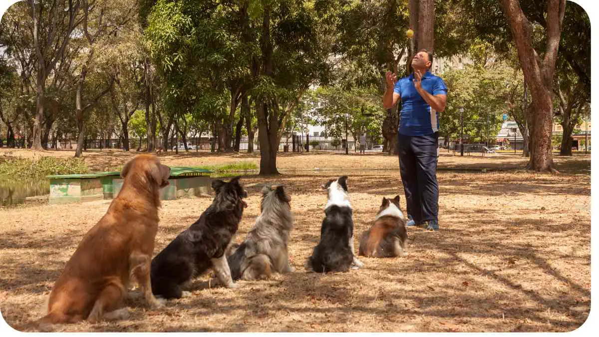 The Energetic Australian Shepherd-Golden Retriever Hybrid