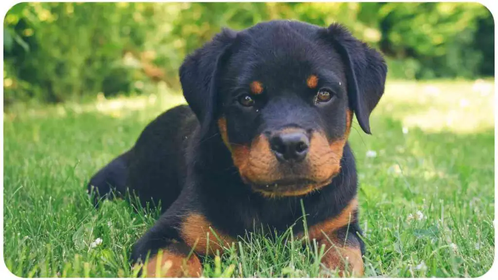 a rottweiler puppy laying in the grass