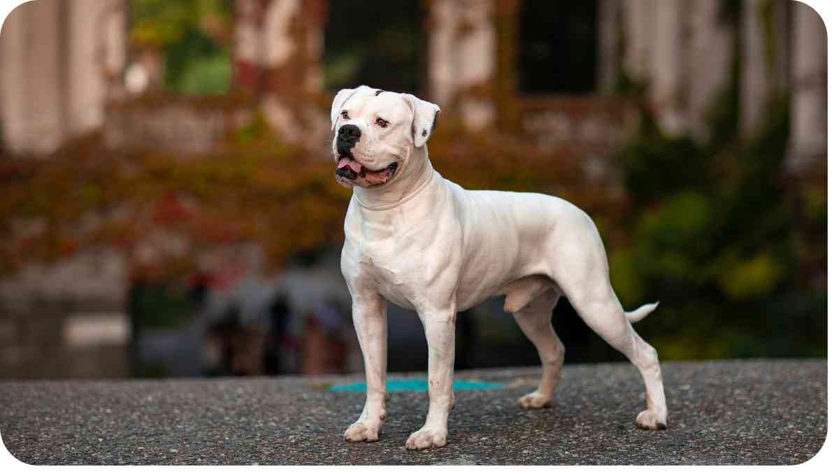 The Powerful and Loyal American Bulldog-Pitbull Crossbreed