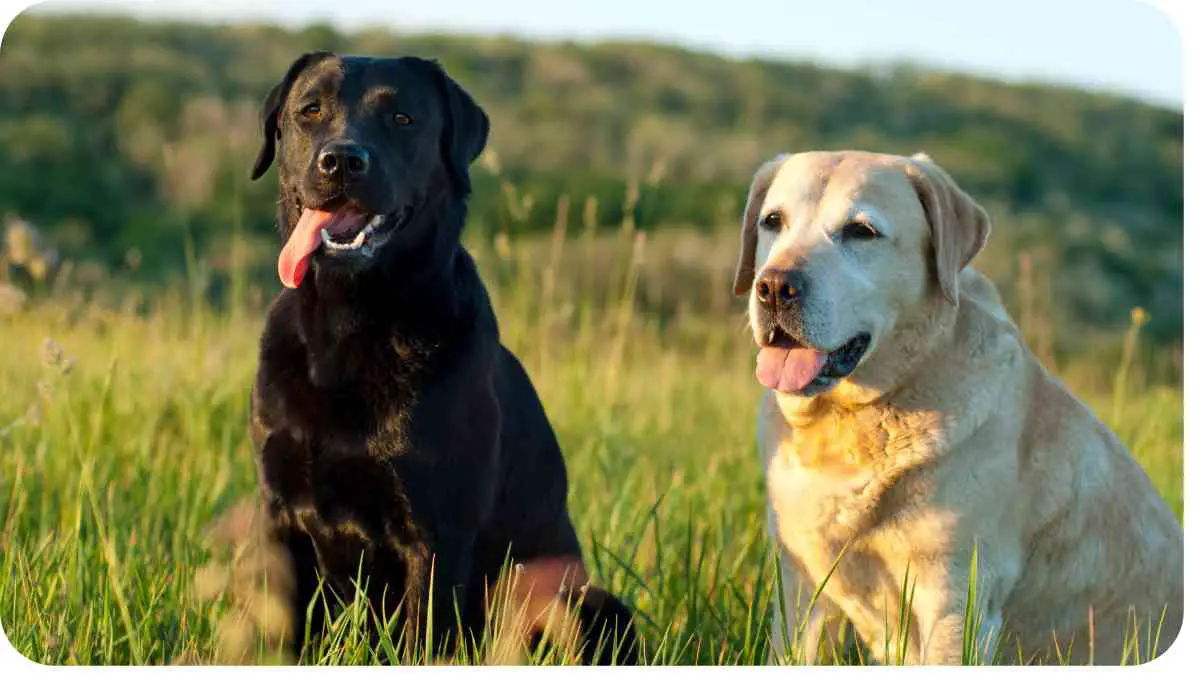 The Sunny Personality of the Yellow Labrador Retriever