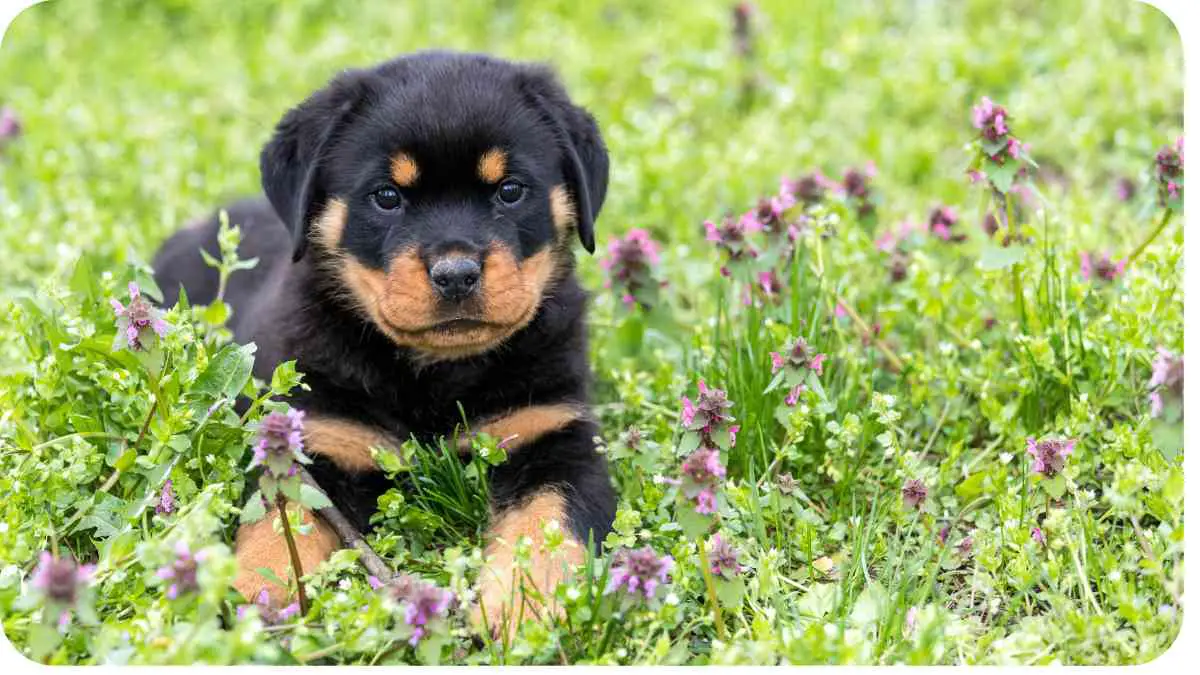 The Ultimate Guide to Raising a Rottweiler Puppy Successfully