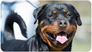 Top 5 Reasons Why Rottweilers Make Excellent Family Pets