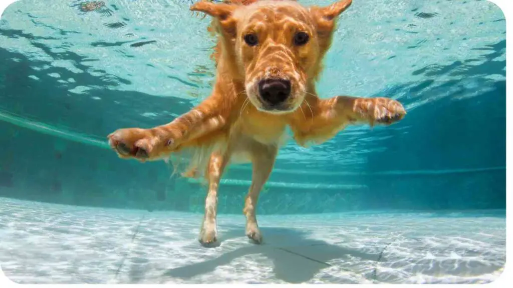 a golden retriever swimming under water in a pool