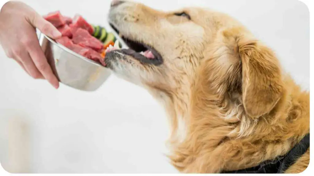 a golden retriever eating from a bowl of food