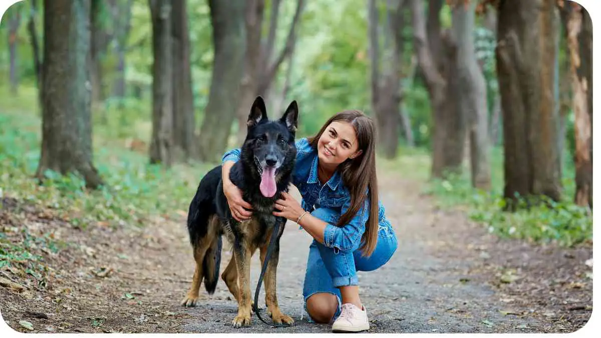 Unraveling the Belgian Shepherd-German Shepherd Mixed Breed