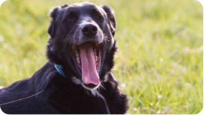 Unveiling the Charisma of Dog Breeds with Striking Black Mouths
